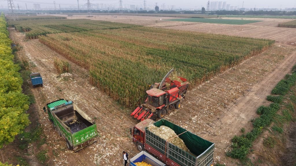 全国秋粮收获过三成 科技赋能与农机保障护航丰收