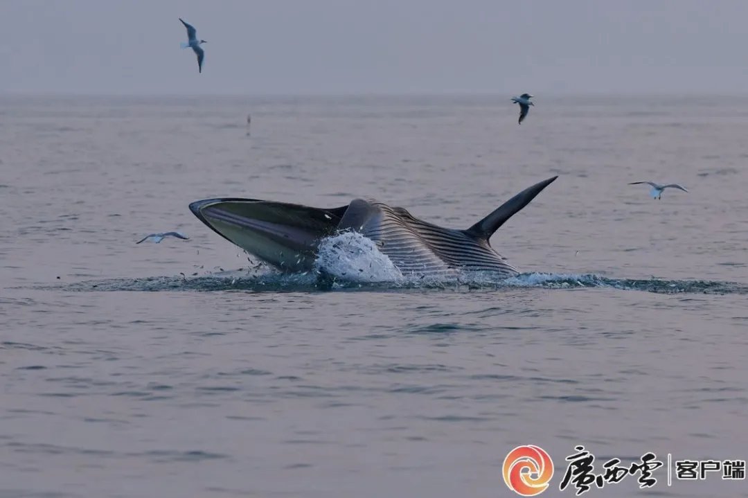 涠洲岛划设布氏鲸重要栖息地！为中国首个