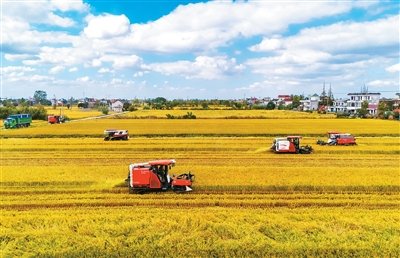 全国秋粮收获过八成 冬小麦播种过三成 秋冬种同步展开